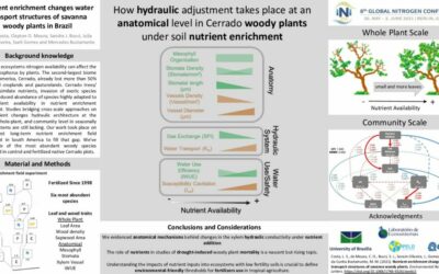 Nutrient enrichment changes water transport structures